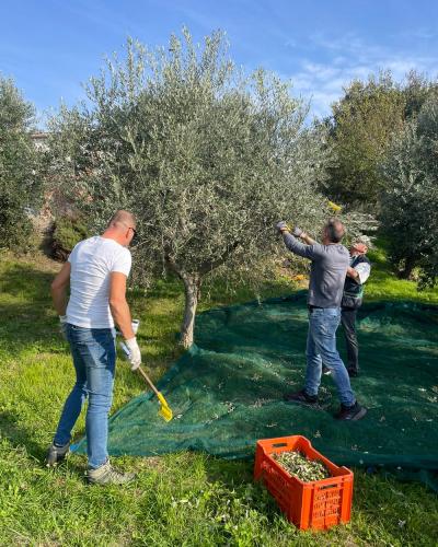 Olio extravergine di oliva raccolta