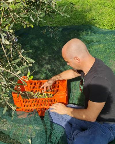 Olio extravergine di oliva raccolta