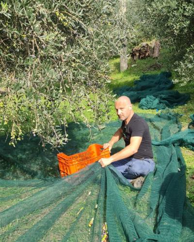 Olio extravergine di oliva raccolta