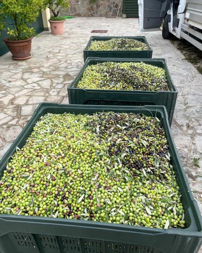Olive raccolte